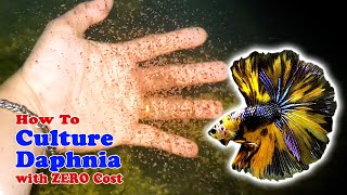 How to Culture Daphnia with ZERO Cost  Unlimited Live Food For Our Fish [upl. by Ducan]