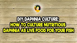 DIY Daphnia Culture How to Culture Nutritious Daphnia as Live Food for Your Fish [upl. by Rrats]