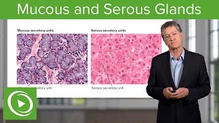 Mucous and Serous Glands – Histology  Lecturio [upl. by Ahsets525]