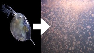 How I Culture Daphnia [upl. by Dore]