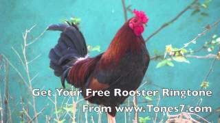 Rooster Ringtone Free [upl. by Ginny]