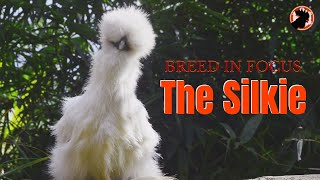 The Silkie Chicken  Appearance Personality and Management  Breed in Focus [upl. by Darrey]