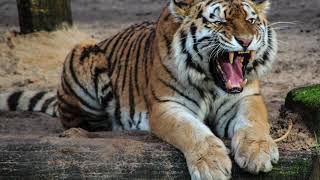 ASMR Angry Tiger Growling Roar 1 Hour 1080p HD Tingle Sounds For Sleep Relax Study NO TALKING [upl. by Ennovy]