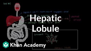 Hemolytic hepatic amp obstructive Jaundice  Icterus  Gastrointestinal Physiology  Pathophysiology [upl. by Nrol]