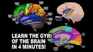 GYRI OF THE BRAIN  LEARN IN 4 MINUTES [upl. by Yardna]