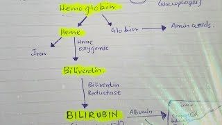 Bilirubin metabolism [upl. by Leiru]