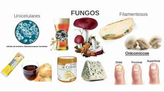 Aula 03 Microbiologia  Fungos [upl. by Ayo299]