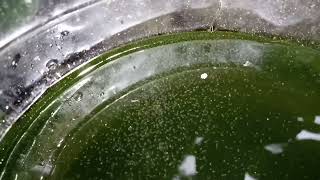 DAPHNIA MOINA CULTURE IN A SMALL BUCKET [upl. by Htebesile]