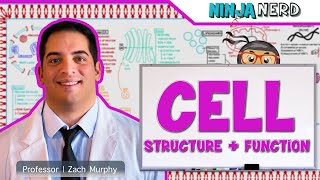 Cell Biology  Cell Structure amp Function [upl. by Oilicec]