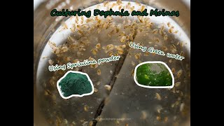 How To Culture Daphnia and Moinas using Green Water Spirulina powder [upl. by Enilecram]