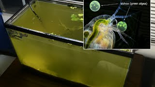 Raising Daphnia for the Freshwater Aquarium [upl. by Helban]