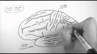 Brain Anatomy 1  Gross Cortical Anatomy Lateral Surface [upl. by Mickelson]