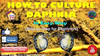 HOW TO CULTURE DAPHNIA In Easy Way [upl. by Anhoj]