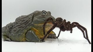 Giant African Bullfrog Devours Goliath Bird Eater Warning Live Feeding [upl. by Drofdarb]