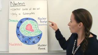 Organization of the Cell [upl. by Mitchel]