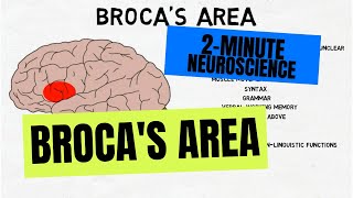 2Minute Neuroscience Brocas Area [upl. by Bigot371]